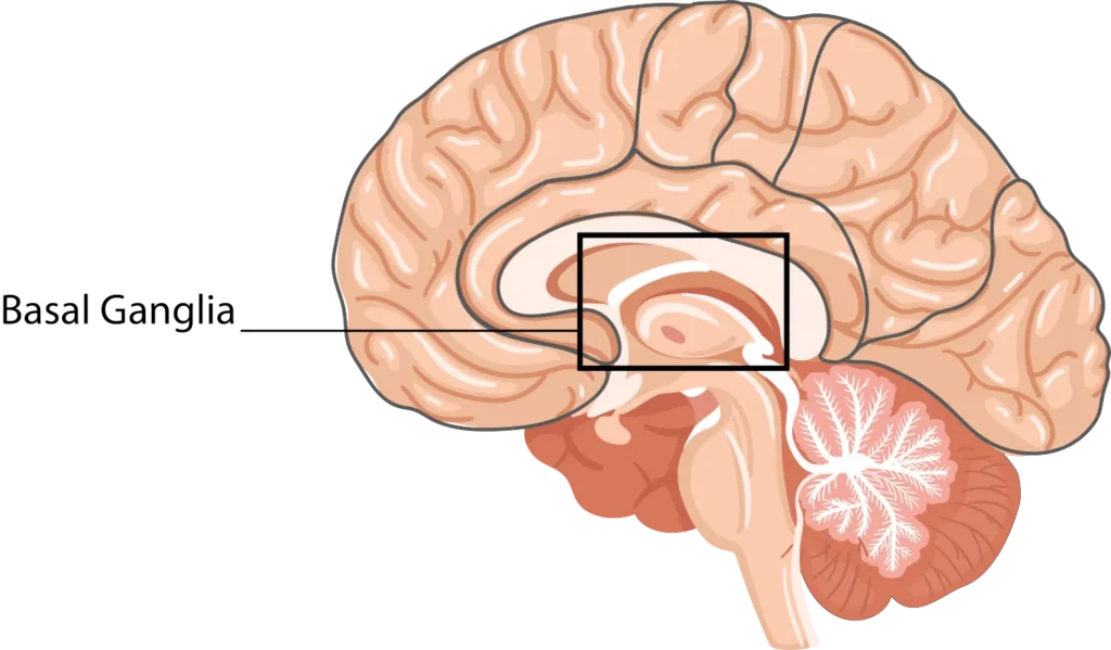 Basal Ganglia