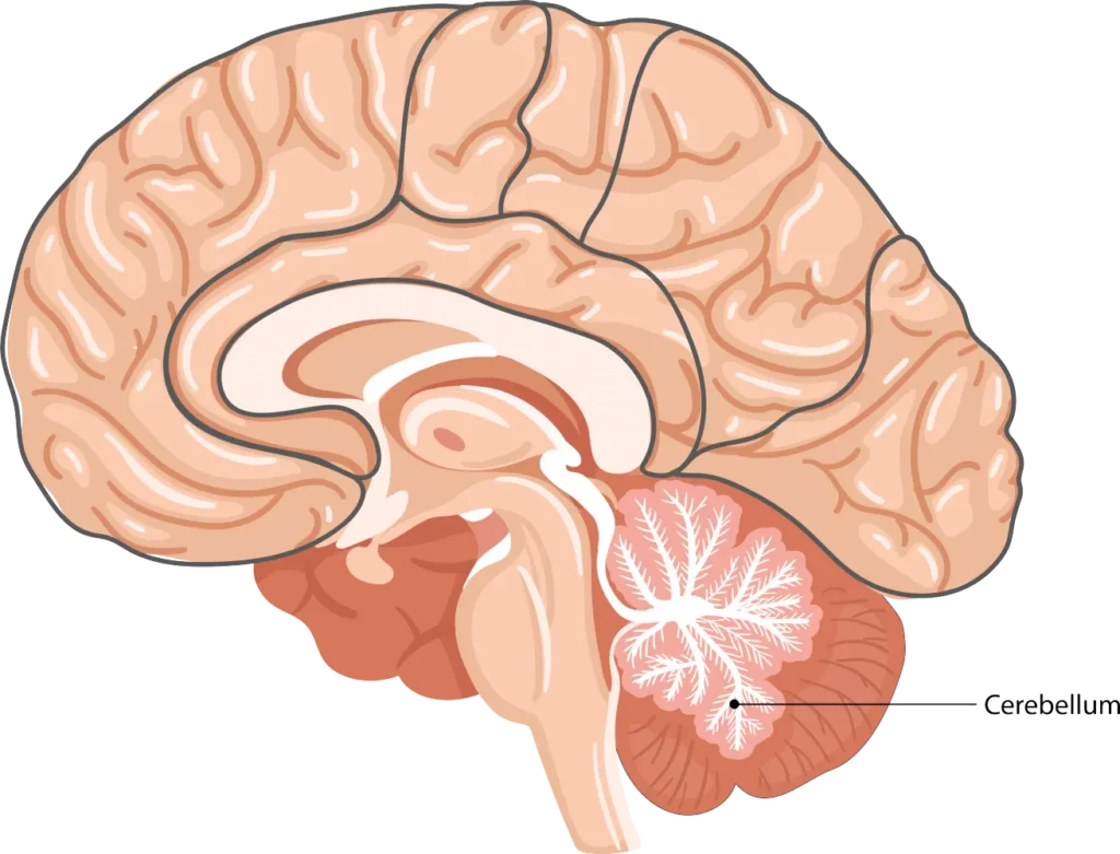 Cerebellum