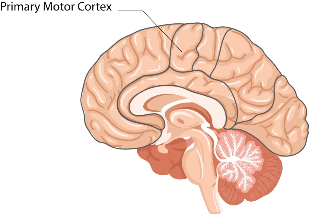 Primary Motor Cortex (M1)